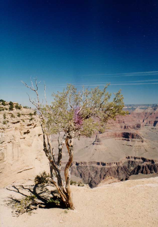 Grand Canyon_2