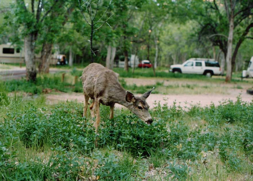 Deer in Zion 